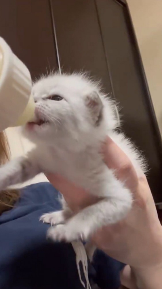 哺乳瓶に顔を近づける子猫
