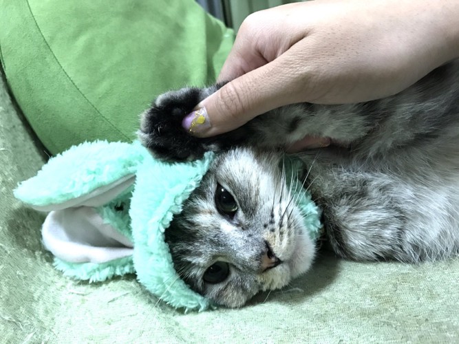 緑うさぎのかぶりもの、猫1匹