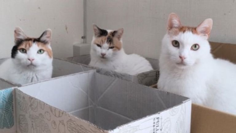 室内にいる猫