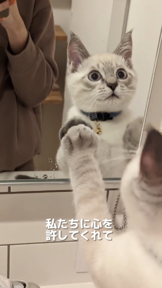 鏡を見る猫