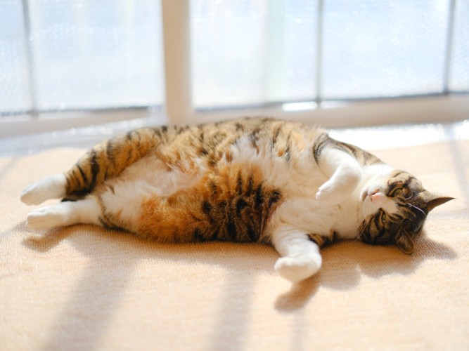 仰向けで寝る猫