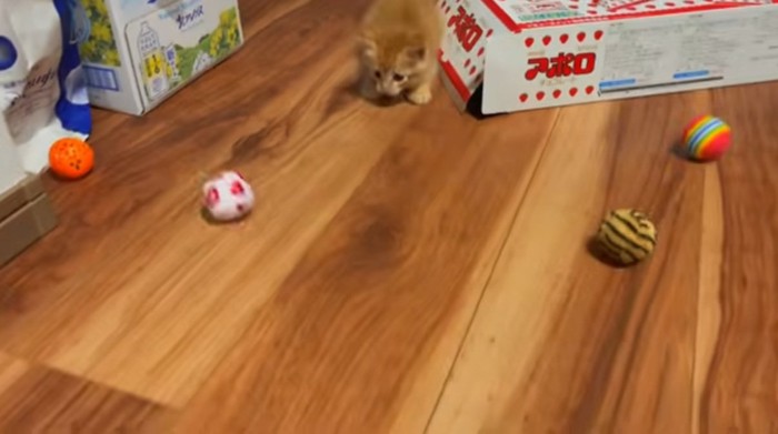 たくさんのボールで遊ぶ子猫