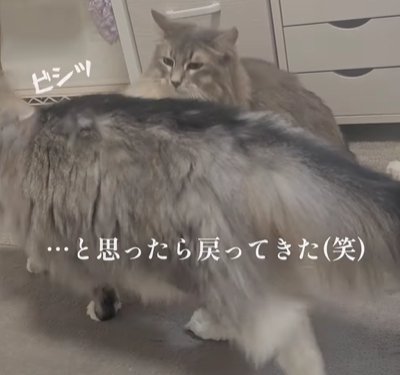 手前に歩く猫と奥に座る猫