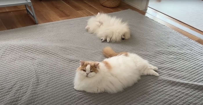 くつろぐ猫と犬
