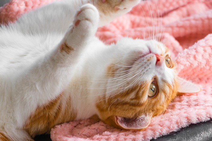 仰向けでじゃれる猫