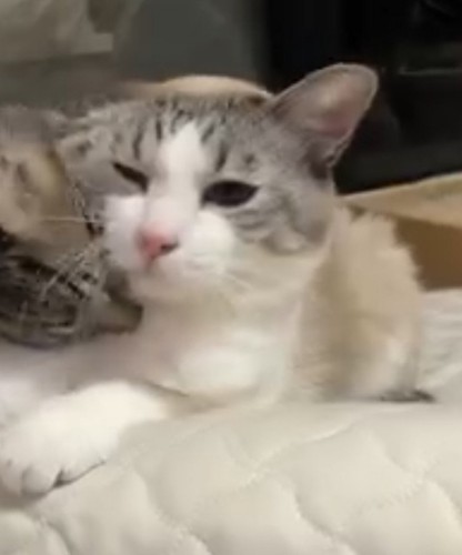 成猫になった三毛猫