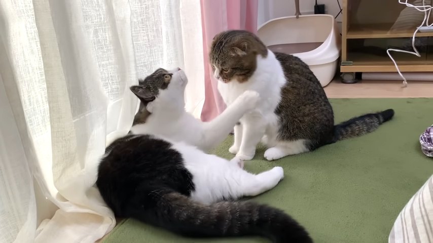 寝そべる猫と座る猫