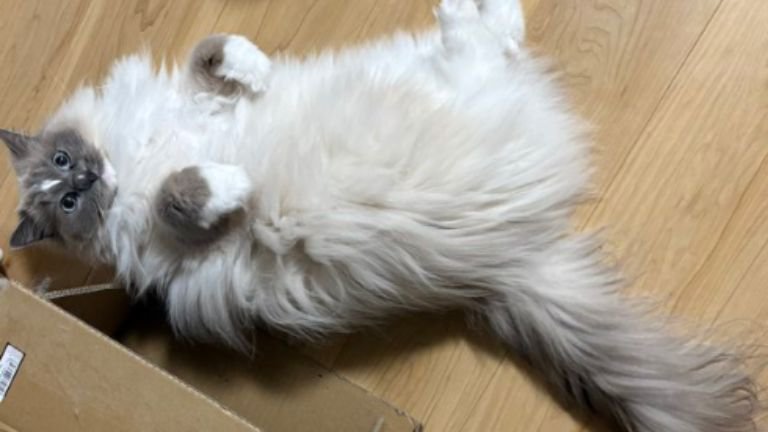 室内にいる猫