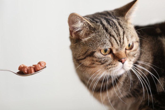 食事を嫌がる猫
