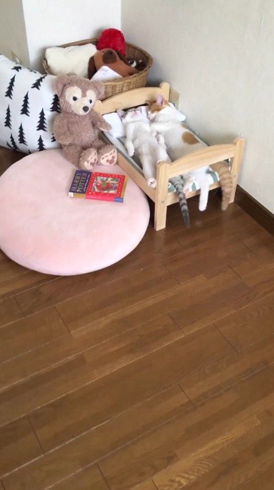 猫用ベッドの上に並んで眠る2頭の猫