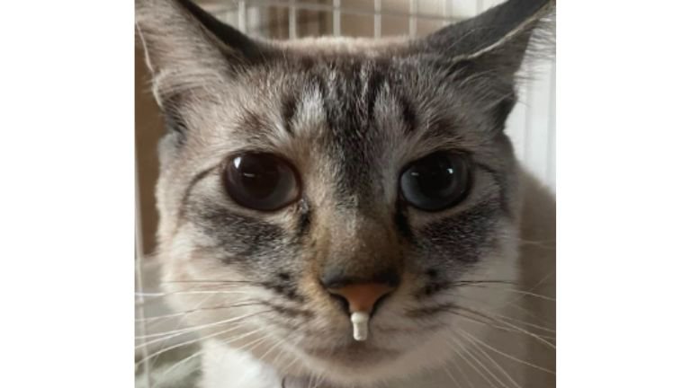 猫の顔