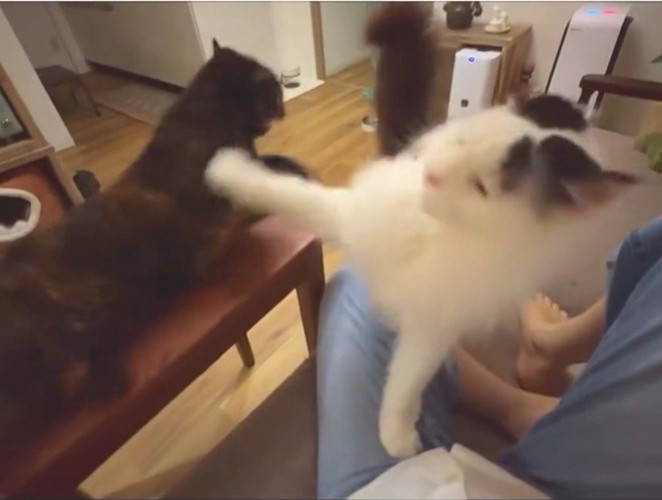 喧嘩をしている2匹の猫