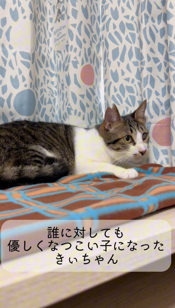 顔を横に向ける猫