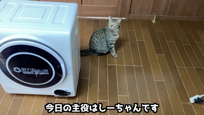 座っている猫