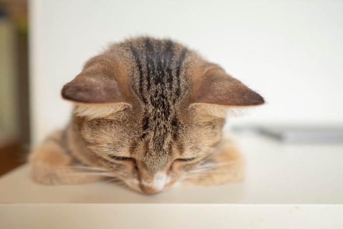 うつむく猫