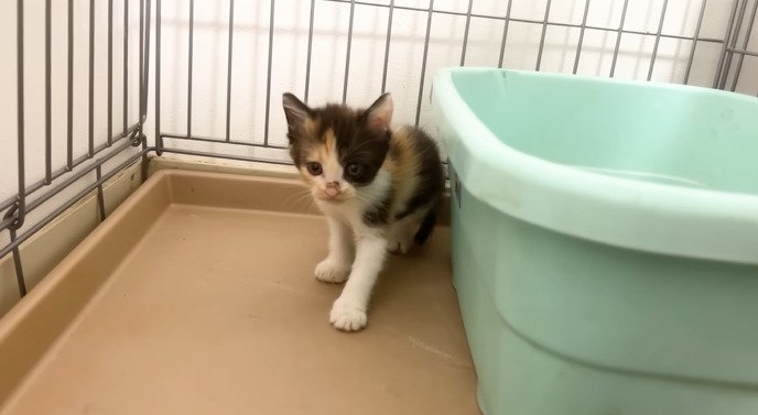 後ずさりする三毛子猫