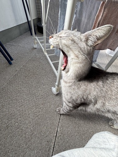 あくびをする猫