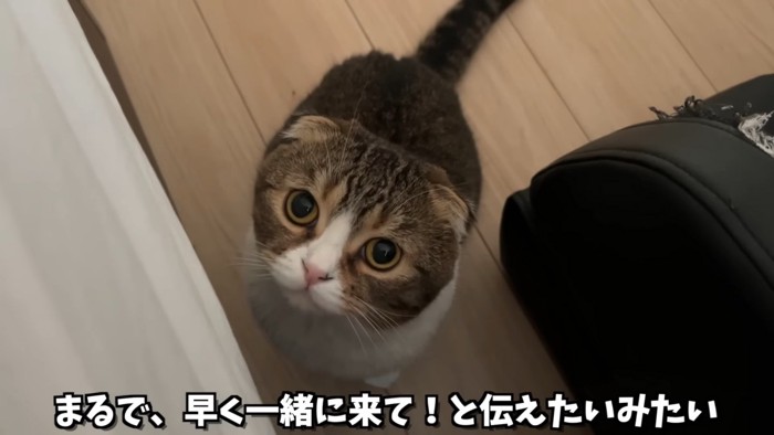 見上げている猫