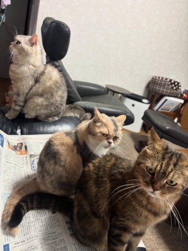 新聞紙の上に乗る猫たち