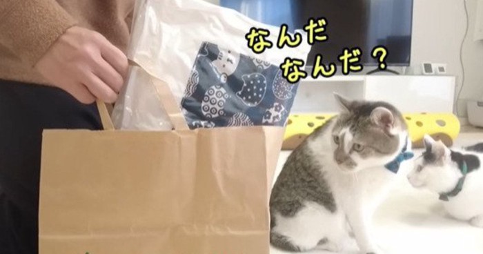 紙袋を見る猫