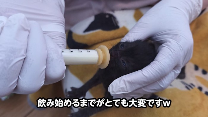 ミルクを飲む目が開いた子猫