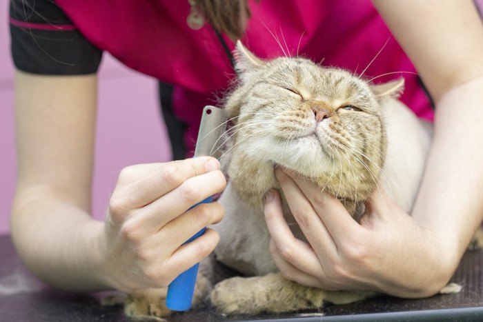 トリミングサロンでブラッシングされている猫