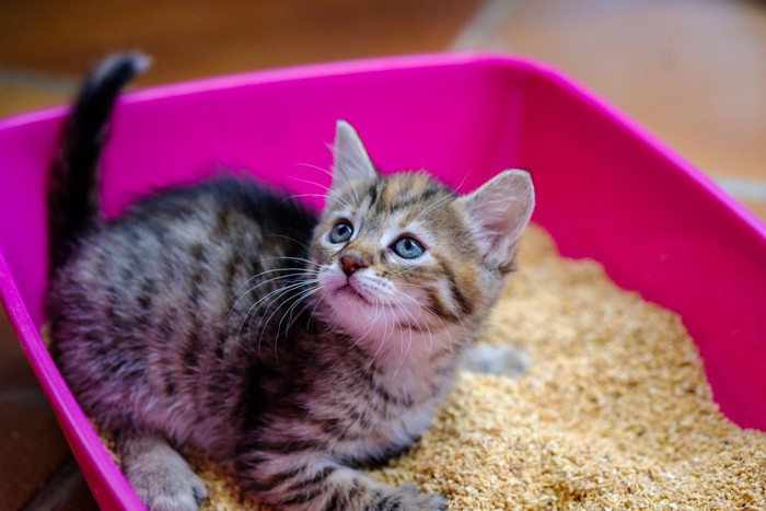 トイレで振り返る子猫