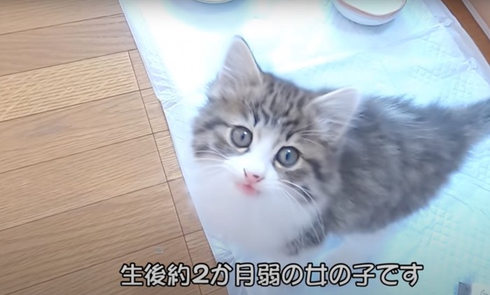 生後約2ヶ月弱の子猫