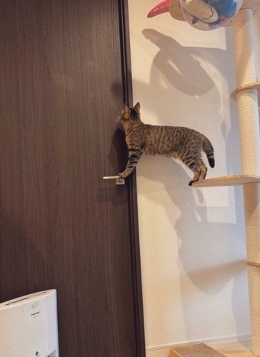 後ろ足をキャットタワーに乗せて、前足をドアノブに乗せる猫