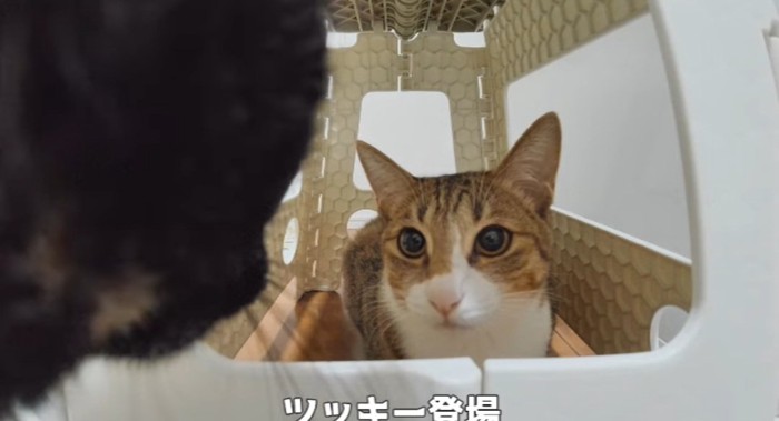 隠れている猫