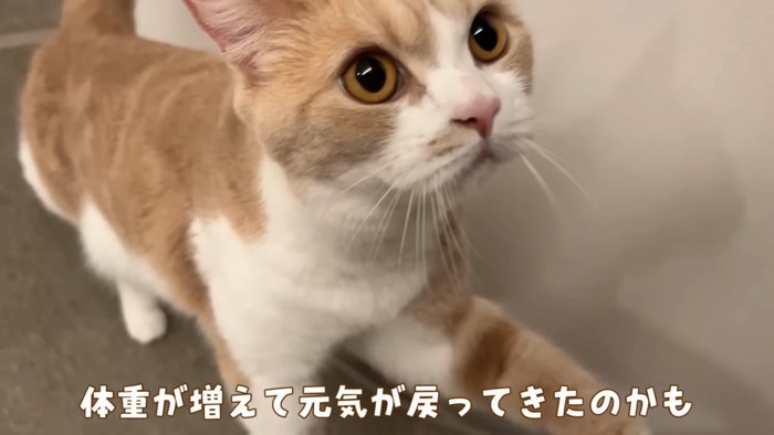 キャットホイールで歩く猫