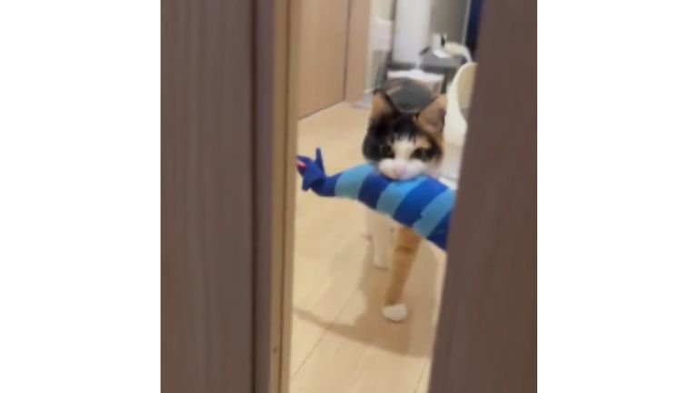 ドアの前にいる猫
