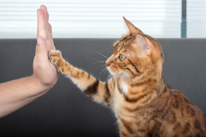 猫とハイタッチする男性