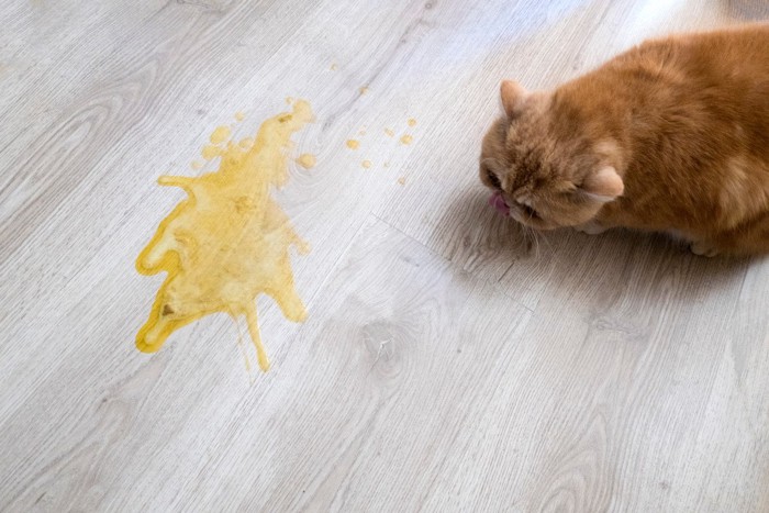 猫 嘔吐