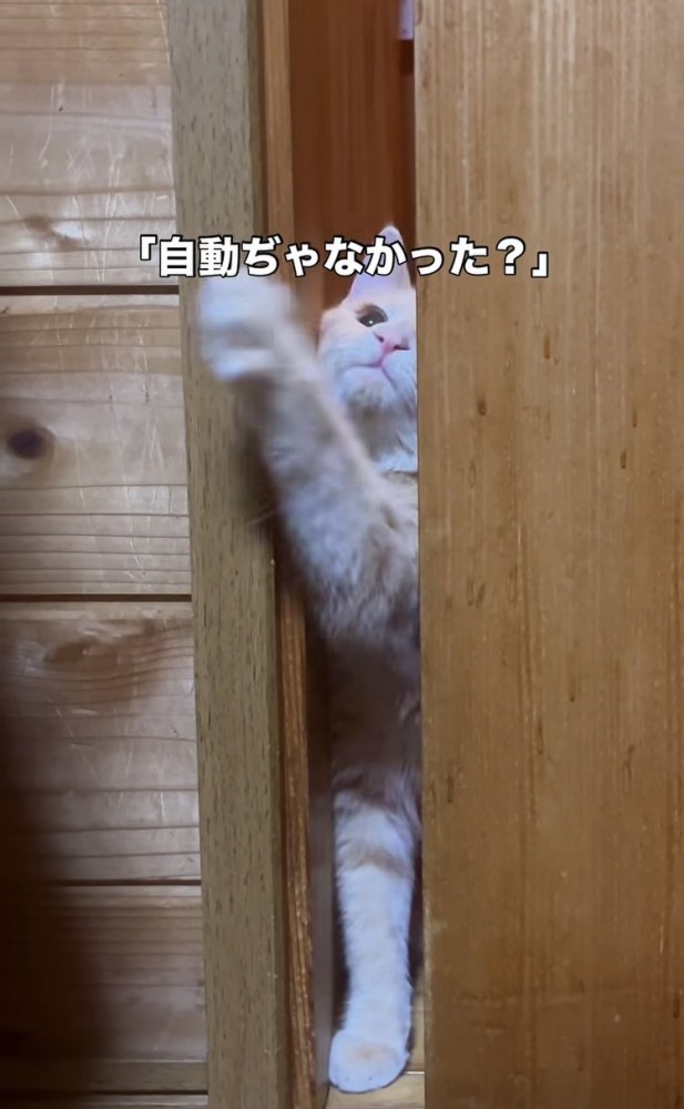 引き戸を開けようとするクリーム茶トラ猫