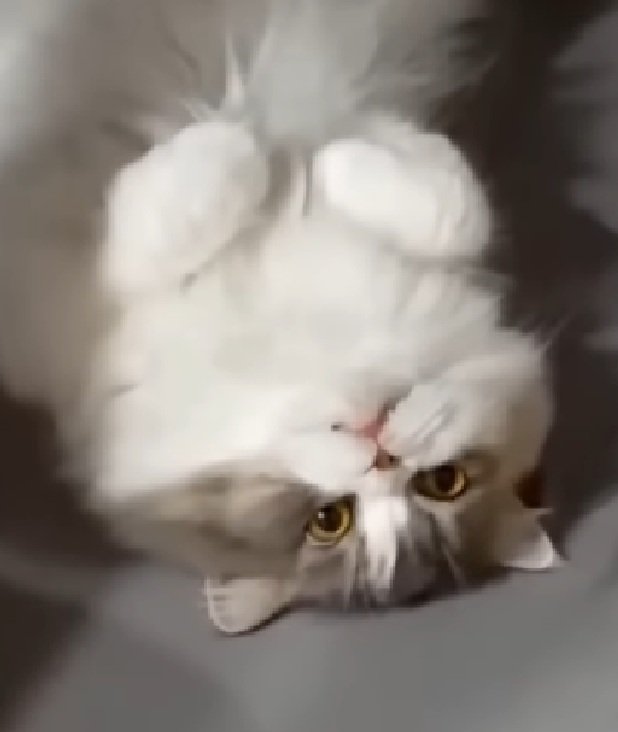 虚無顔の猫
