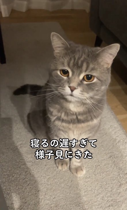 お座りをしている俯き気味の猫