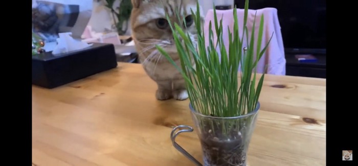 猫草に吸い寄せられる