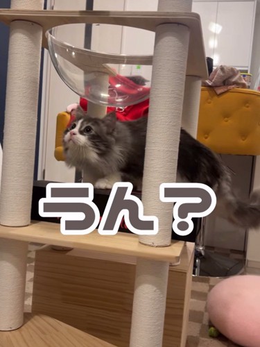 見上げる猫