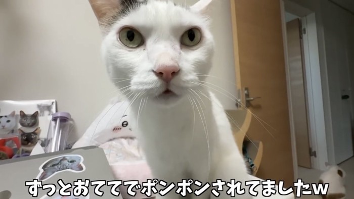 テーブルの上に乗る猫