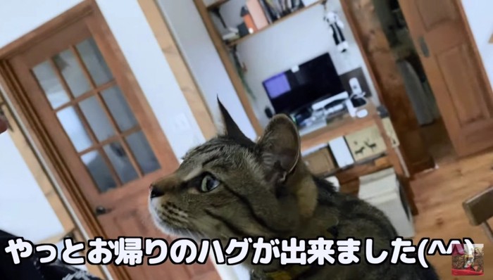 ハグを要求する猫