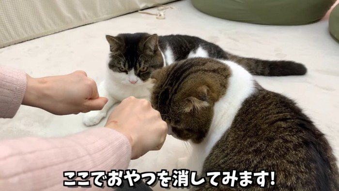 グーにした手と猫