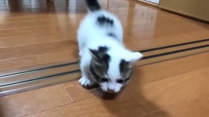 敷居レールと子猫