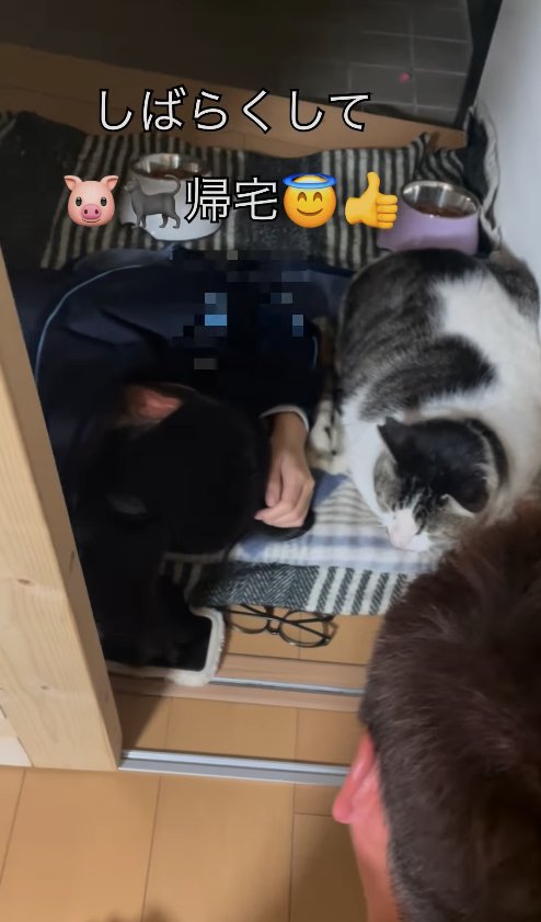 寝ている子供のそばで香箱座りしている白サバ