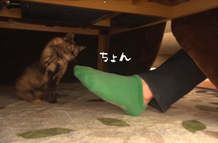 ちょんの文字と子猫