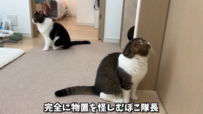 座る猫