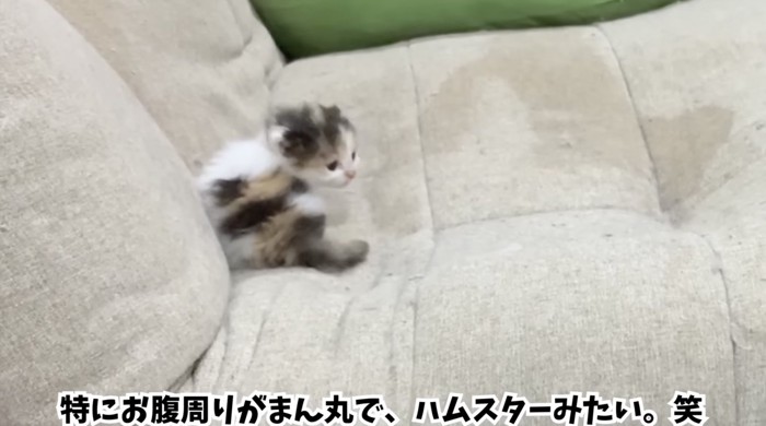 ハムスターシルエットの子猫