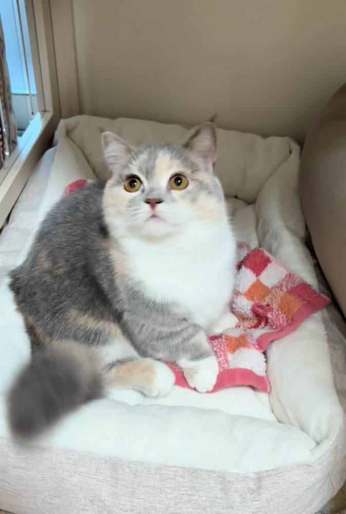 上を向いて考える猫