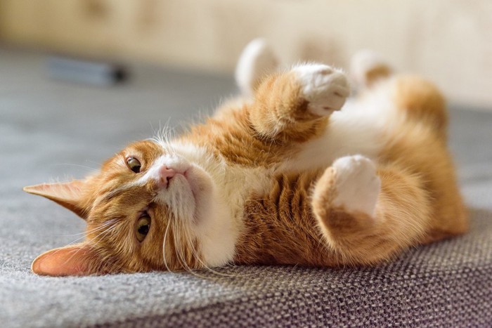 チラ見する猫