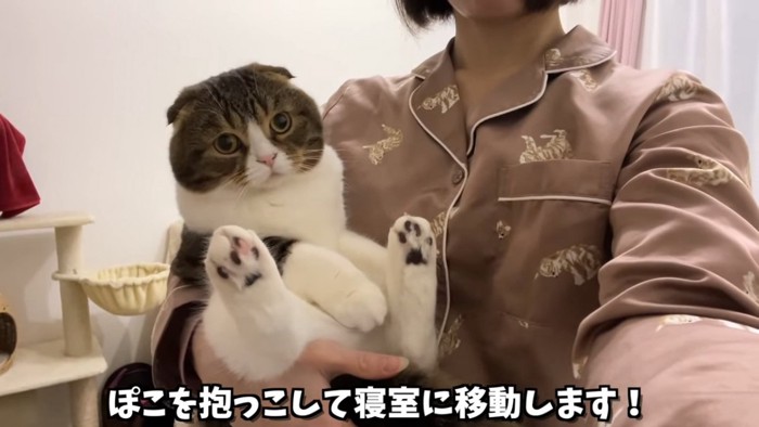 抱っこされる猫